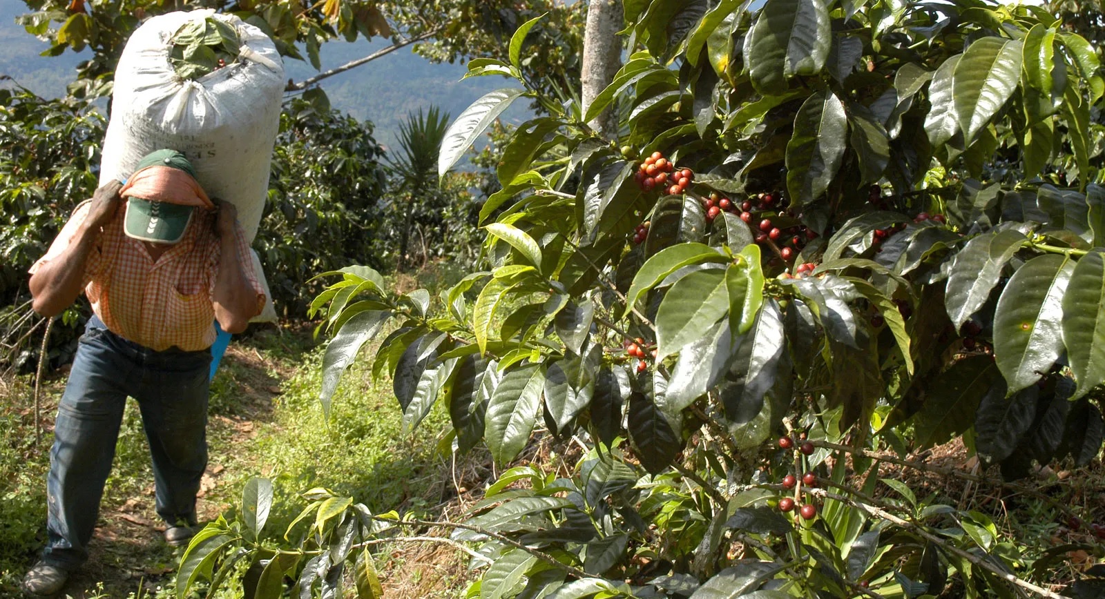 perkebunan kopi perkebunan kopi