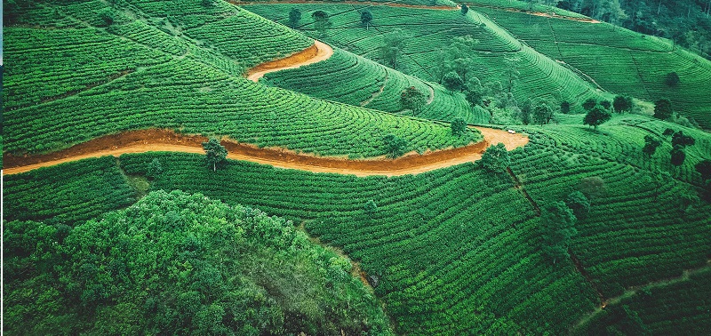 perbedaan perkebunan dan pertanian perbedaan perkebunan dan pertanian