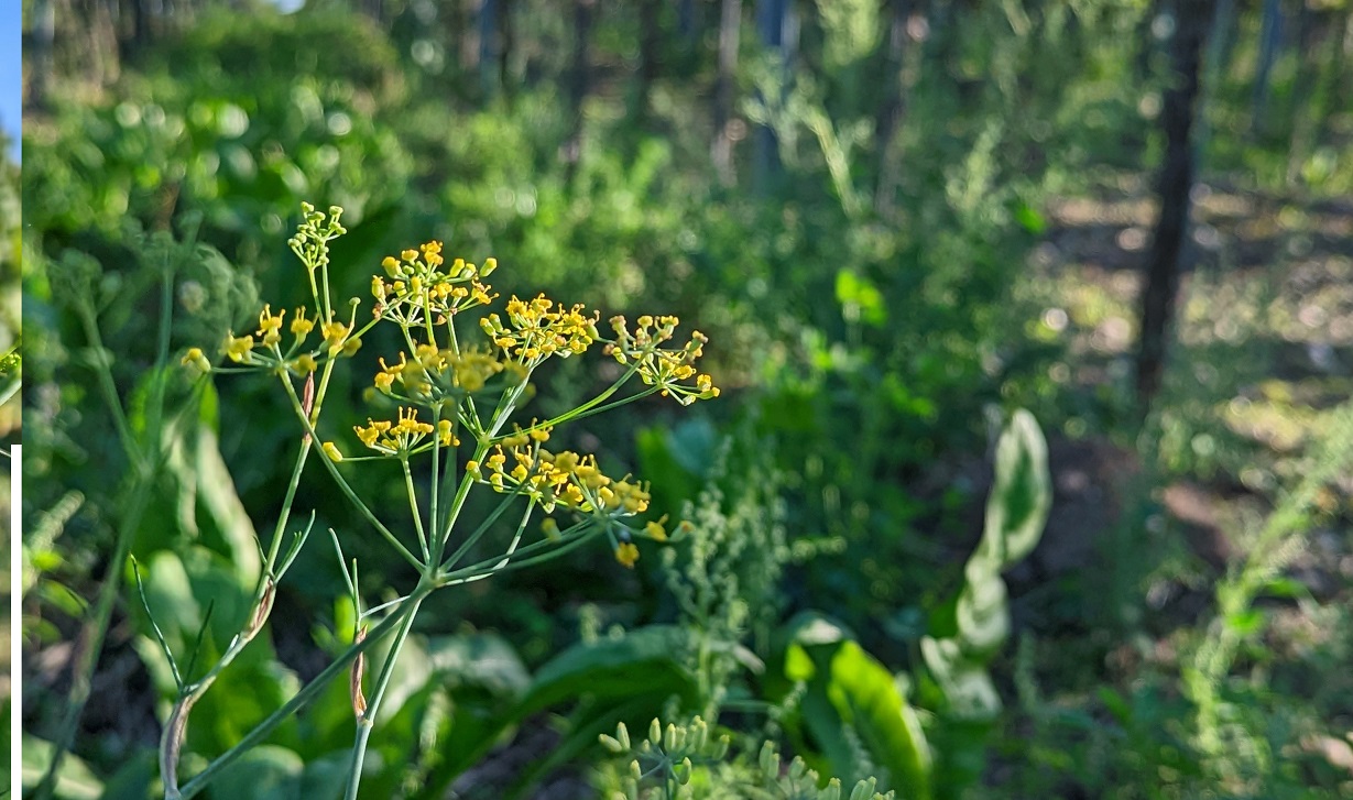 arti pertanian organik pertanian organik