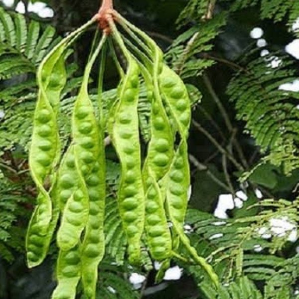 petai petai