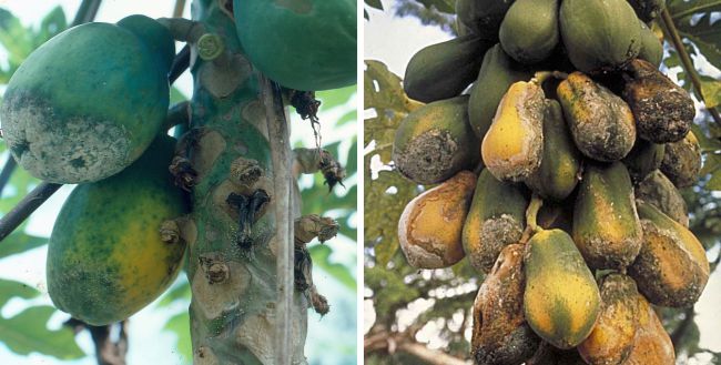 Phytophthora Parasitica Phytophthora Parasitica