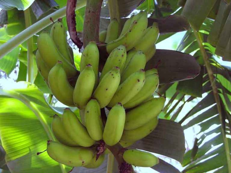 jenis pisang - pisang badak jenis pisang : pisang badak
