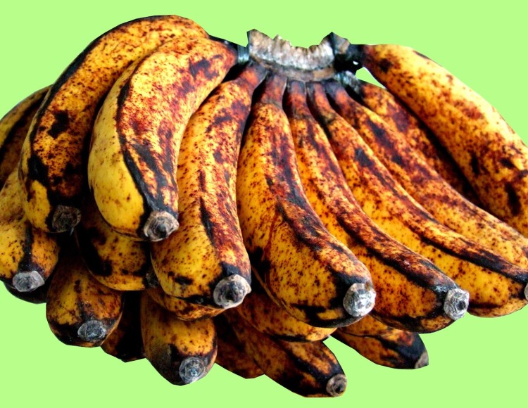 jenis pisang - pisang barangan jensi pisang : pisang barangan