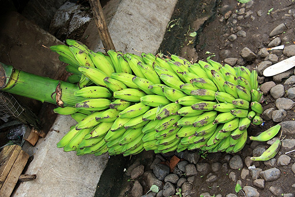 pisang batu pisang biji