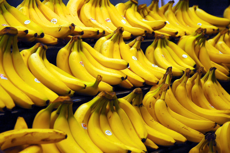 pisang cavendish jenis pisang : pisang cavendish