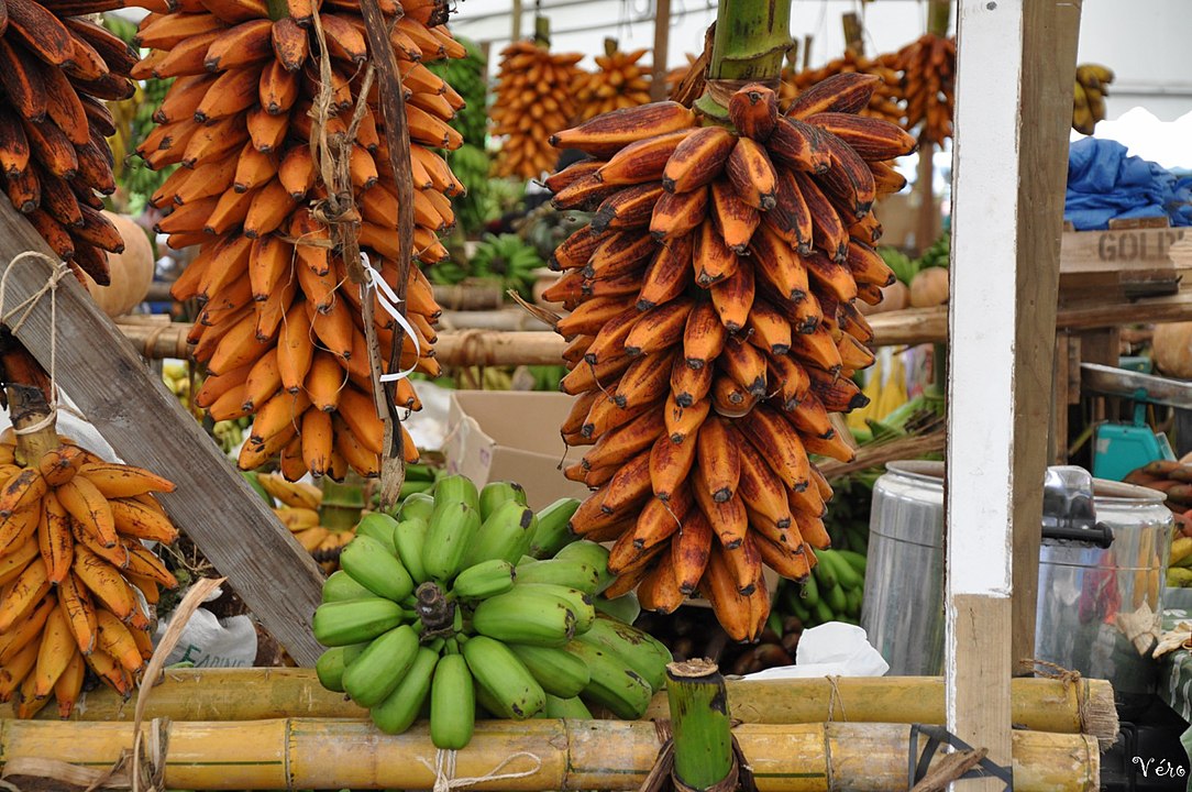 jenis pisang fei jenis pisang : pisang tongka langit