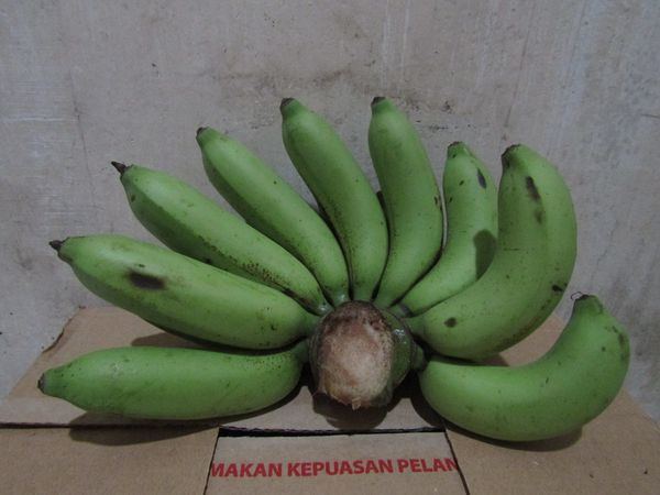 gambar buah pisang kapas gambar pisang kapas