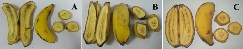 ciri ciri pisang kepok