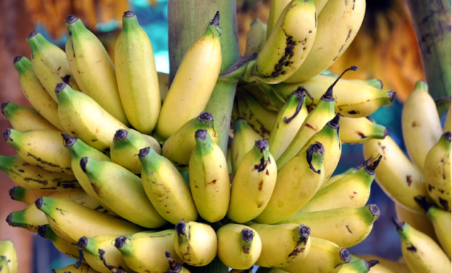 macam macam pisang - pisang lampung jenis pisang : pisang lampung