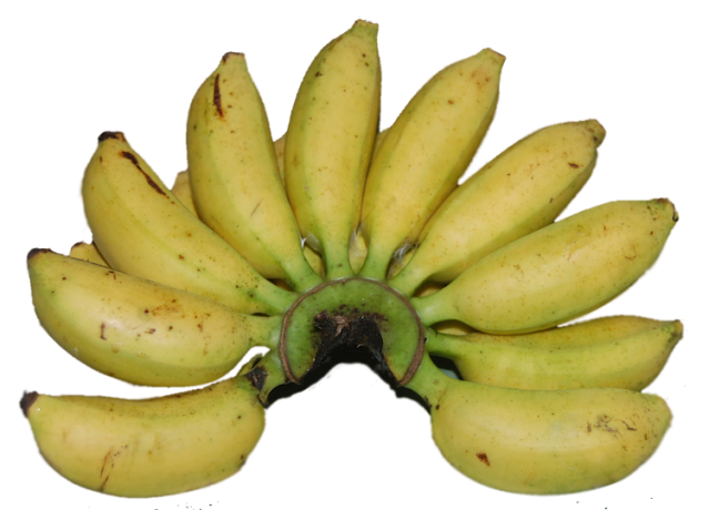 jenis pisang - pisang mas gambar buah : pisang mas
