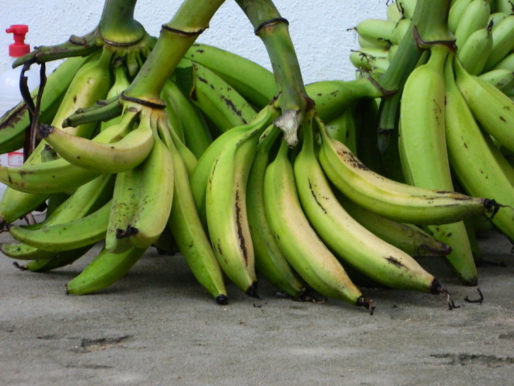 ciri ciri pisang nangka jenis pisang : pisang nangka