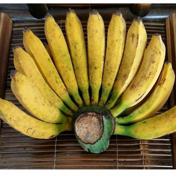gambar buah  pisang raja bulu