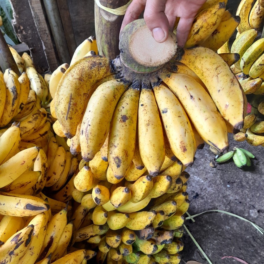 Gambar : pisang raja sereh / sere