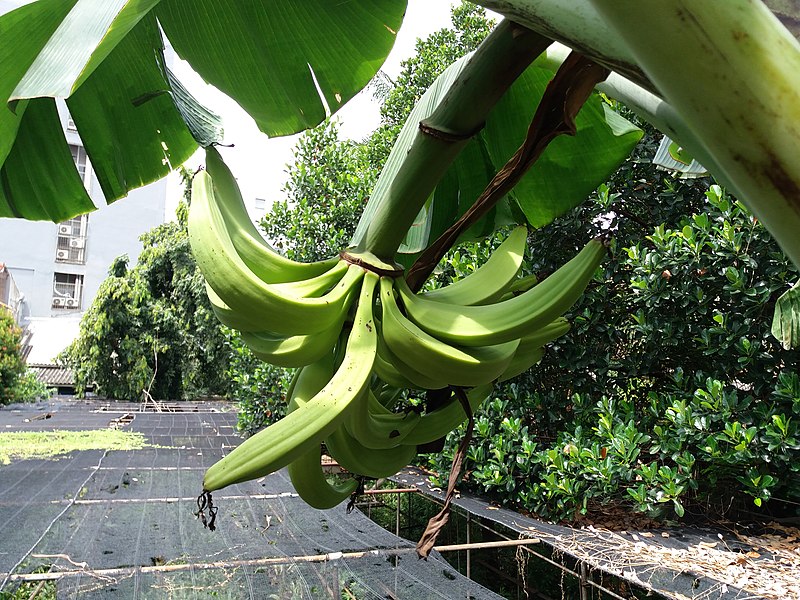 pisang tanduk pisang tanduk