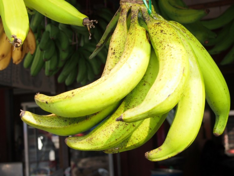 jenis pisang olahan - pisang tandung jensi pisang  plantain : pisang tanduk