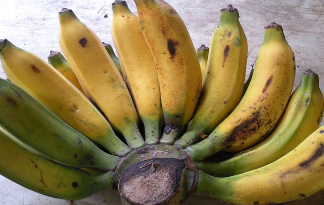 gambar buah pisang uli gambar buah pisang : pisang uli