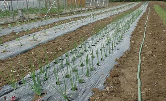 plastik mulsa tanaman bawang plastik mulsa tanaman bawang