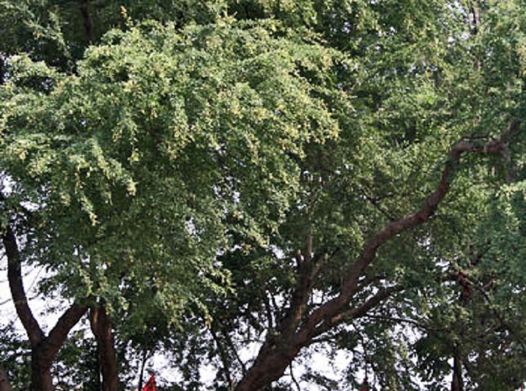 pohon-asam-londo pohon-asam-londo