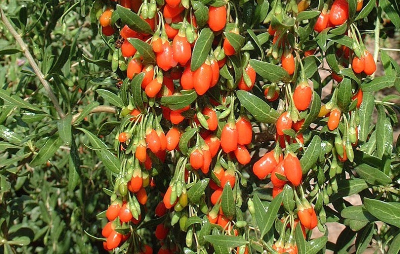 goji-berries goji-berries