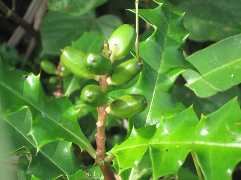 buah-jeruju buah-jeruju