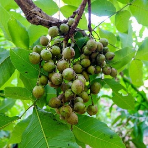 manfaat-buah-kesambi manfaat-buah-kesambi