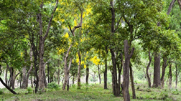 pohon-cendana pohon-cendana