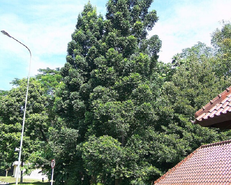 pohon-damar pohon-damar