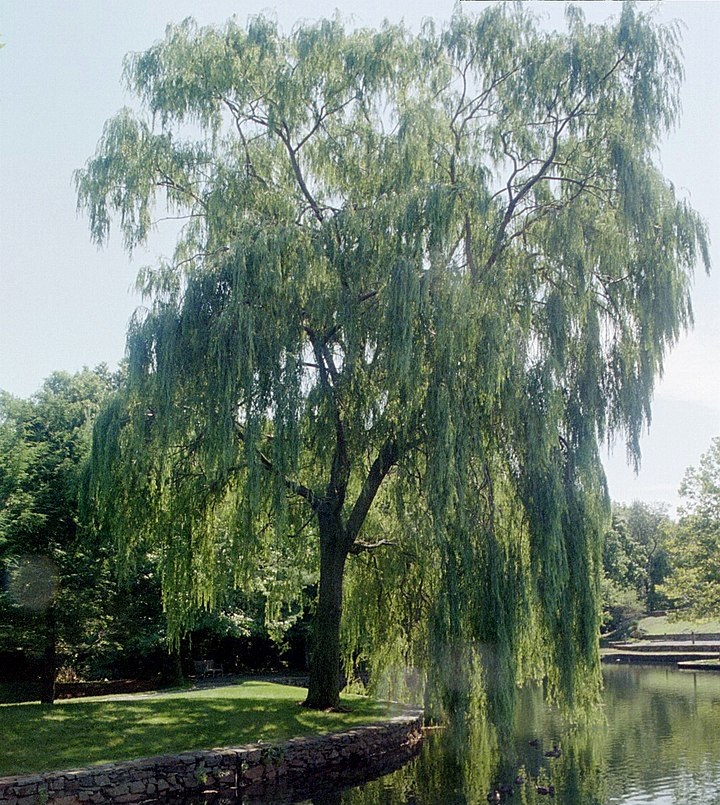 pohon-willow pohon-willow