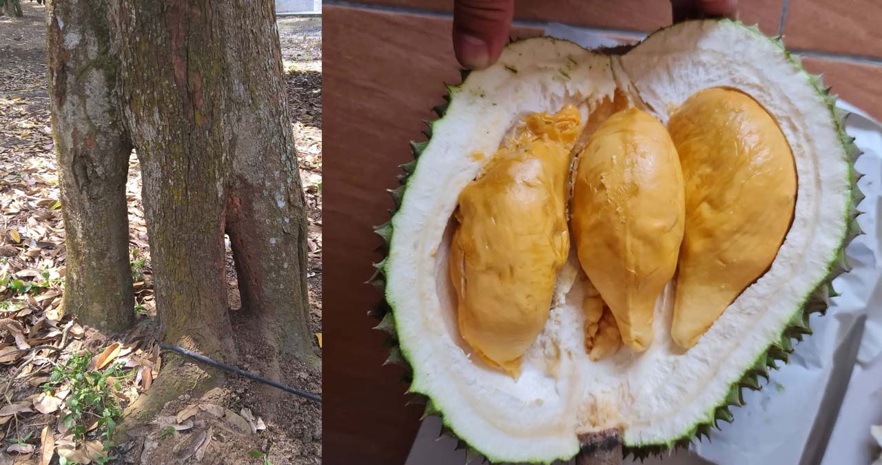 durian musang king kaki tiga durian musang king kaki 3