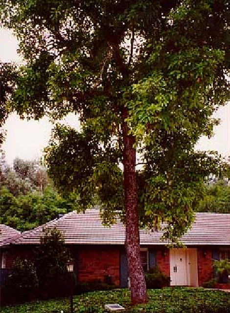 Pohon alpukat hass pertama Pohon alpukat hass pertama