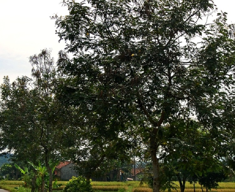 pohon-johar pohon-johar