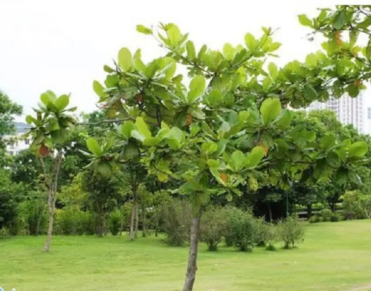 pohon-ketapang pohon-ketapang