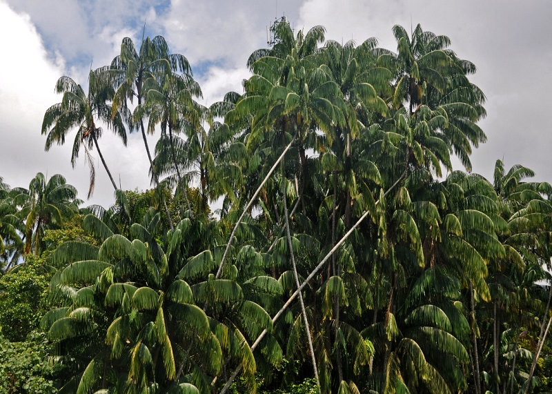 pohon-nibung pohon-nibung
