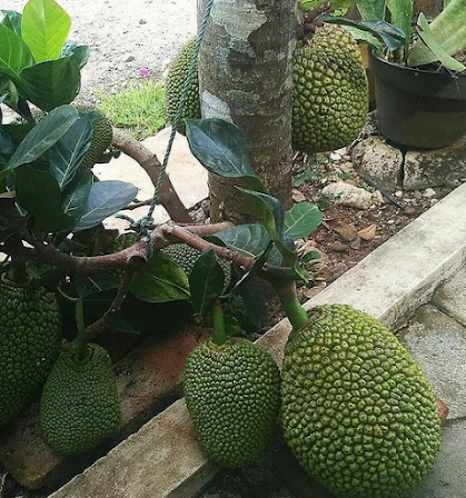 pohon nangka mini pohon nangka mini