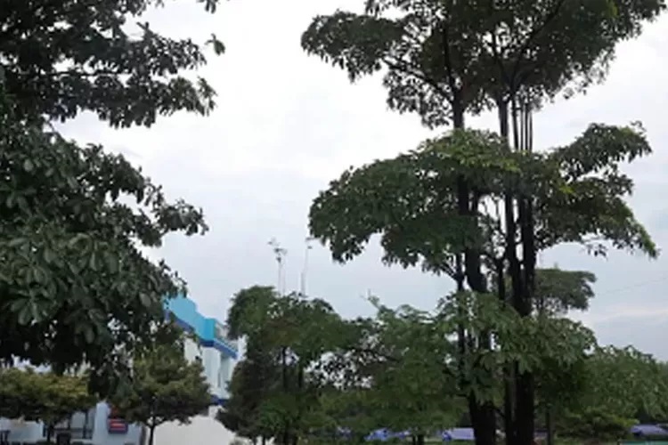 gambar-pohon-pule gambar-pohon-pule