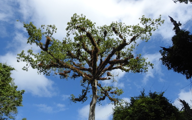 pohon-randu pohon-randu