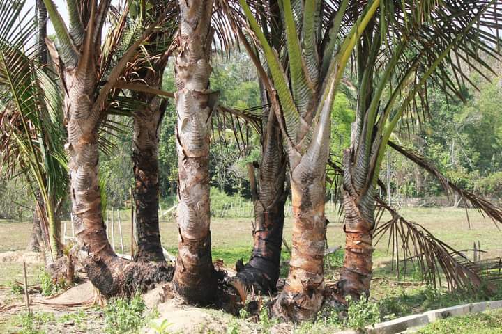 pohon-sagu pohon-sagu