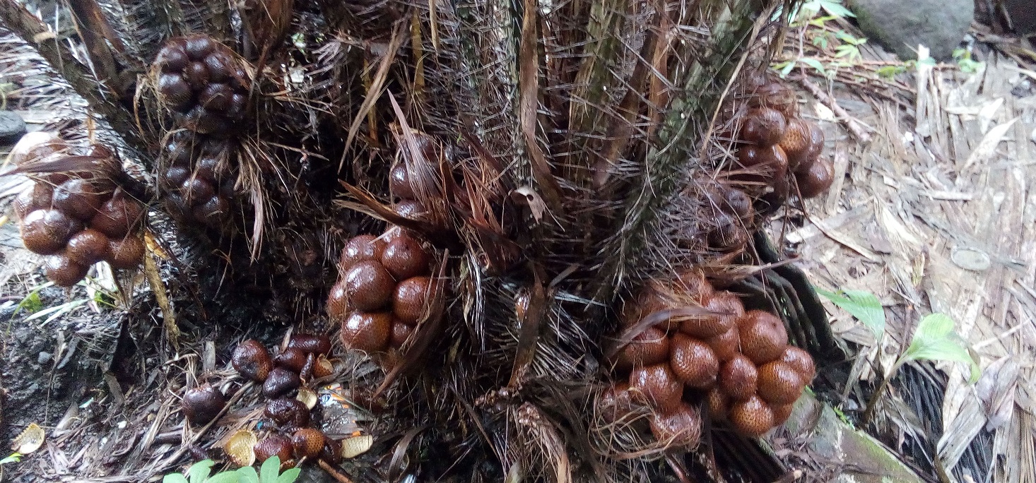 pohon salak pohon salak