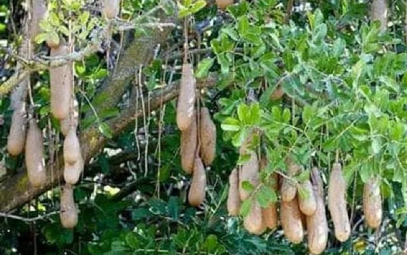 manfaat-pohon-sosis manfaat-pohon-sosis