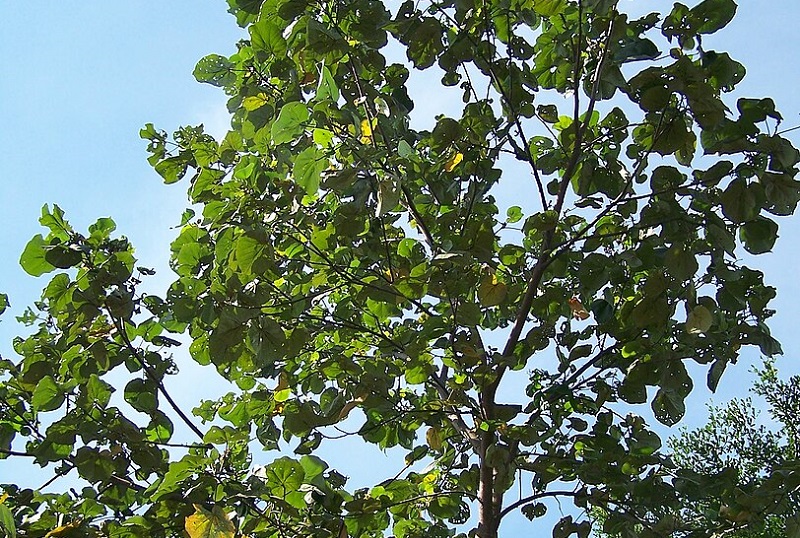 gambar-pohon-waru gambar-pohon-waru