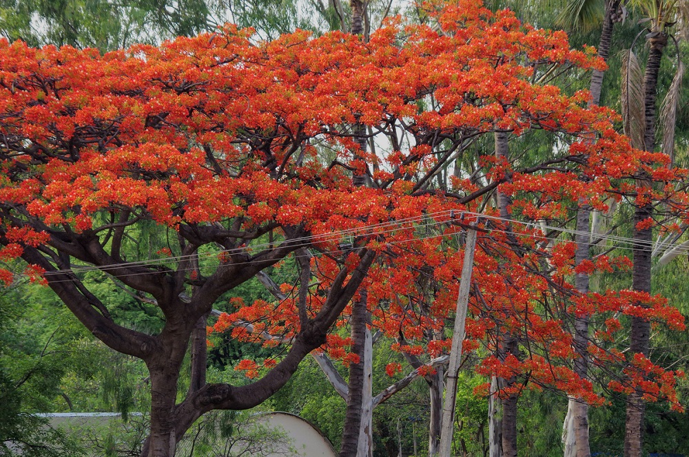 pohon bunga flamboyan pohon bunga flamboyan