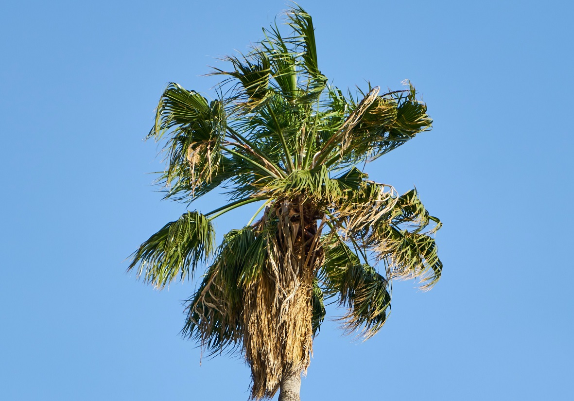 pohon lontar pohon lontar