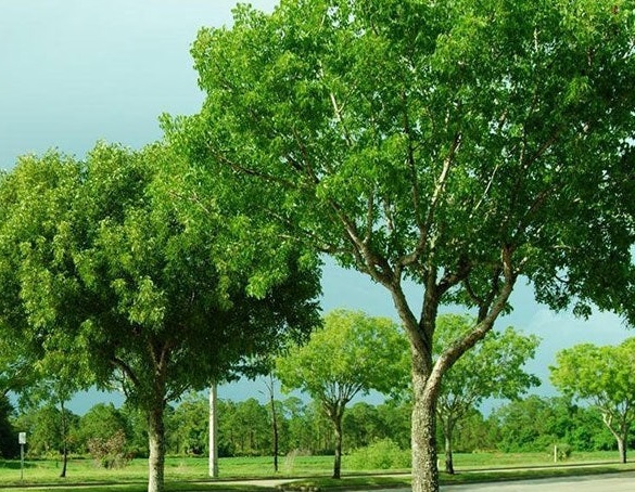 pohon mahoni pohon mahoni