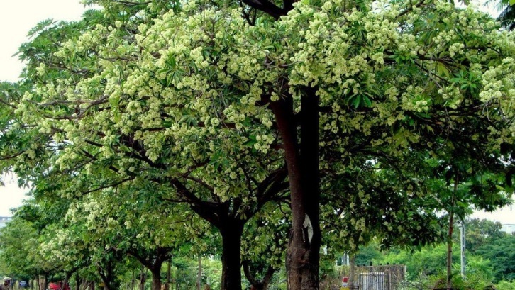 tanaman-pule tanaman-pule