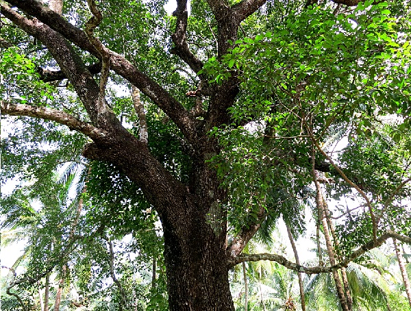 pohon tanjung pohon tanjung