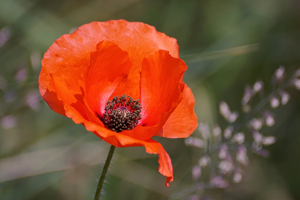 poppy bunga poppy bunga