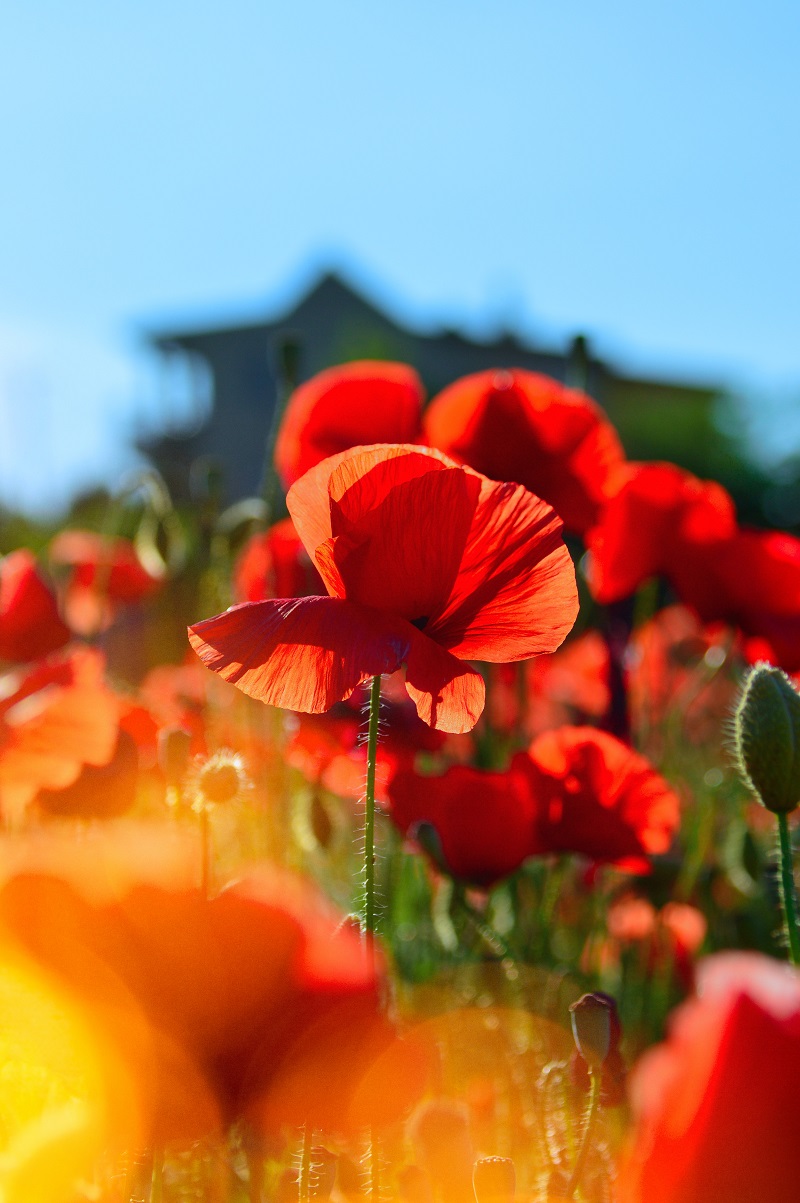 bunga-poppy bunga-poppy