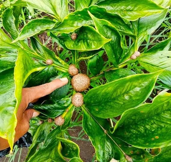 tanaman porang - umbi porang tanaman porang - umbi porang