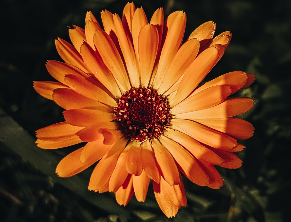 bunga calendula bunga calendula