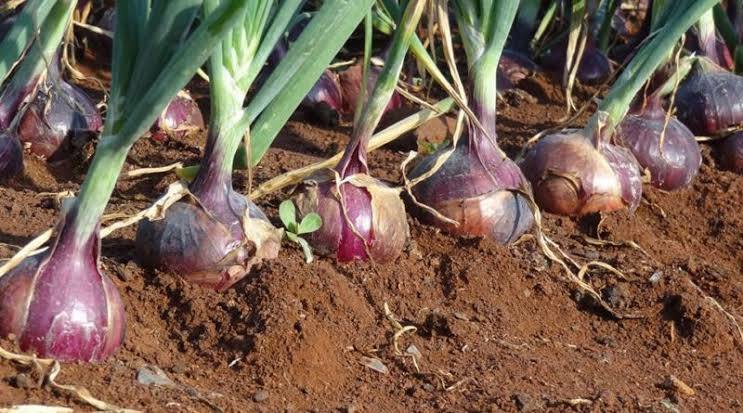 pupuk bawang pupuk bawang